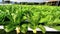 Hydroponic vegetables growing in greenhouse, Thailand