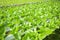 Hydroponic vegetables from hydroponic farms fresh green cos lettuce growing in the garden, hydroponic plants on water without soil