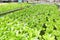 hydroponic vegetables from hydroponic farms fresh green cos lettuce growing in the garden, hydroponic plants on water without soil
