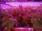 Hydroponic Vegetables Inside the Purple Illuminated Cabinet