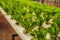 Hydroponic vegetables salad farm. Hydroponics method of growing