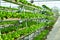 Hydroponic vertical farming systems