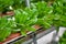 Hydroponic vertical farming systems