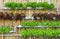 Hydroponic Vertical Gardening