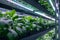 Hydroponics with artificial lighting