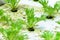 Hydroponics green oak salad vegetable in plantation