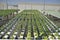 Hydroponics, Greenhouse with large quantities of lettuce, panoramic photo, selective focus