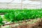 Hydroponics grown vegetables with brilliant green harvest live in soilless hydroponics vegetable farm. Use the water in a sunny