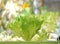 Hydroponics lettuce grow up in organic farm