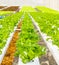 Hydroponics plantation