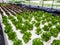 Hydroponics is a subset of hydroculture and is a method of grow