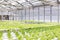 Hydroponics system greenhouse and organic vegetables salad in hydroponics farm.