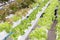 Hydroponics system greenhouse and organic vegetables salad in hydroponics farm.