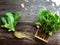 Hydroponics Systems; Organic Cos Romaine Lettuce on the wooden table with natural light.