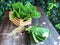 Hydroponics Systems; Organic Cos Romaine Lettuce on the wooden table with natural light.