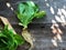 Hydroponics Systems; Organic Cos Romaine Lettuce on the wooden table with natural light.