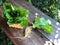 Hydroponics Systems; Organic Cos Romaine Lettuce on the wooden table with natural light.