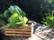 Hydroponics Systems; Organic Cos Romaine Lettuce on the wooden table with natural light.