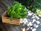 Hydroponics Systems; Organic Cos Romaine Lettuce on the wooden table with natural light.