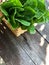 Hydroponics Systems; Organic Cos Romaine Lettuce on the wooden table with natural light.