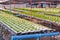 Hydroponics vegetable farm.