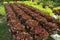 The Hydroponics vegetables Green oak lettuce growing in plastic pipes at Smart farms with hydroponics systems