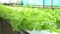 Hydroponics vegetables Green oak lettuce growing in plastic pipes at Smart farms with hydroponics systems are modern farming for