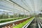 Hydroponics Vegetables in Greenhouse