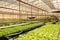 Hydroponics Vegetables Greenhouse