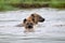 Hyena in african natural park