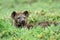 Hyena in african natural park