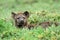 Hyena in african natural park with green background