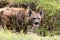 Hyena in the African savanna