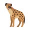 Hyena as Carnivore Mammal with Spotted Coat and Rounded Ears Standing with Open Jaw Vector Illustration