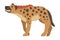 Hyena as Carnivore Mammal with Spotted Coat and Rounded Ears Walking and Earning Vector Illustration