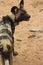 Hyena captured in Namibia