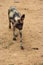 Hyena captured in Namibia