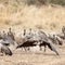 Hyena chasing a vulture away from a kill