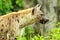 Hyena closeup