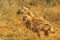 Hyena cubs Kruger