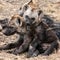 Hyena Cubs, Kruger National Park, South Africa