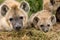 Hyena cubs in Masai Mara