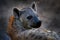 Hyena, detail portrait. Spotted hyena, Crocuta crocuta, angry animal near the water hole, beautiful evening sunset. Animal