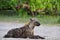 Hyena, detail portrait. Spotted hyena, Crocuta crocuta, angry animal near the water hole, beautiful evening sunset and cub. Animal