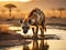 A hyena is drinking water at dawn