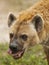 Hyena Eating