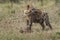 Hyena eating, Africa