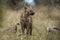 Hyena eating, Africa