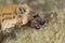 Hyena eating, Africa