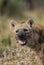 Hyena eating, Africa